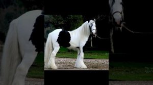 Как ухаживать за хвостом и гривой коня