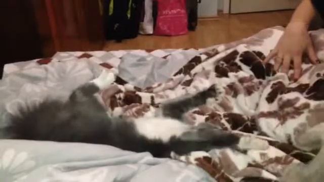 Кошка демон смотреть онлайн