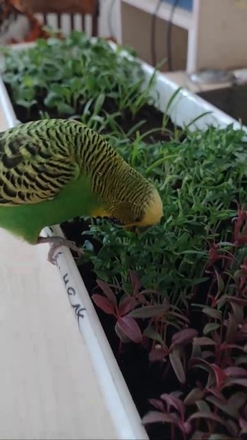 Мистер Кеша попугай угощается первой зеленью. Mr. Budgie treats himself to the first greens #Shorts смотреть онлайн