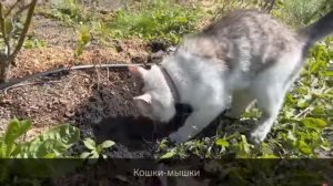 песня кошки мышки // анука давайка // песня не моя //
