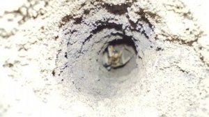 Тарантул с коконом.