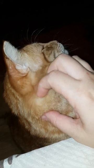 Рыжий Кот здоровается. Кошачьи ласки 🐈 без кота жизнь не та...