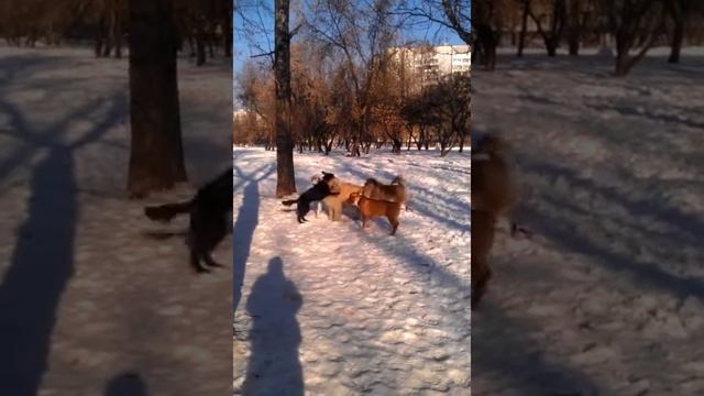 Игры собак)) смотреть онлайн