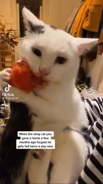 Бедная кошка, после помидора будет есть свой хвост смотреть онлайн