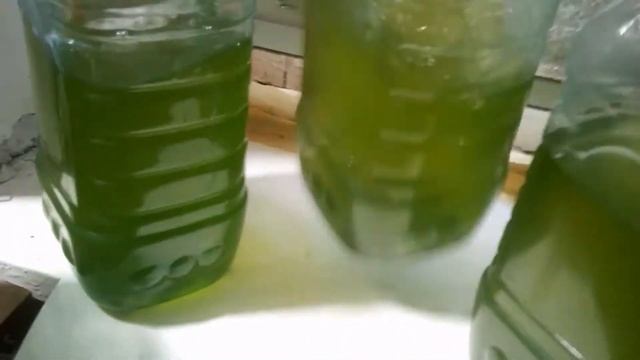 Капнем немного прополиса? | Узоры спирулины на стенках бутылки. смотреть онлайн