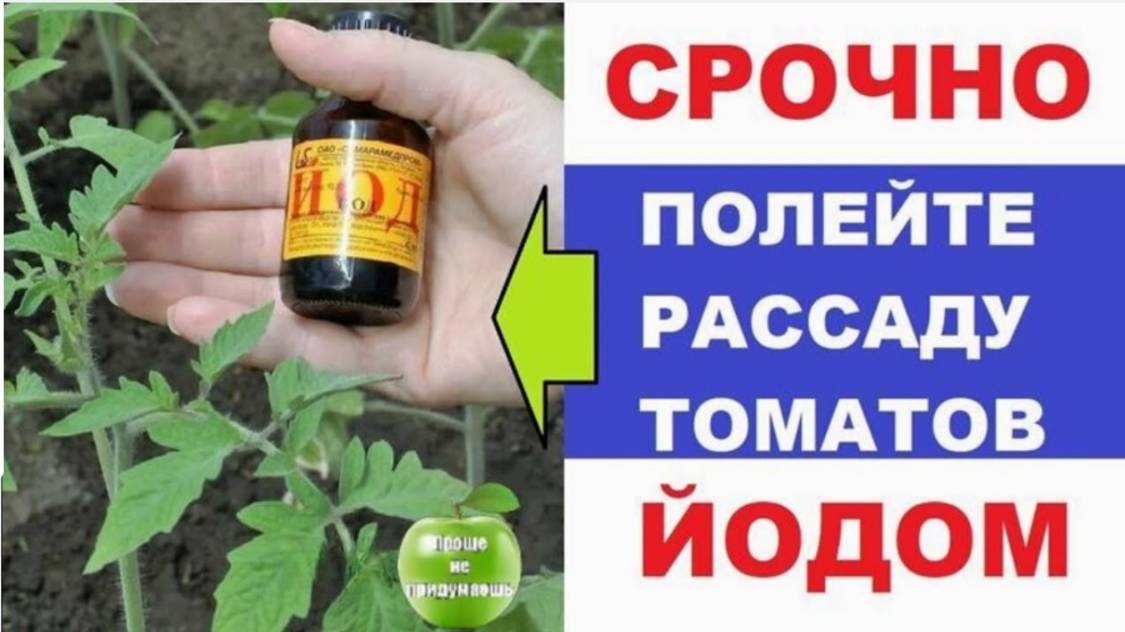 Йод — настоящая находка для рассады томатов! Подкормка рассады.