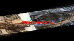 ВЕЛИКИЙ ТИГР (ГОРНЫЙ ЛОРД) ПРОТИВ ШЕР-ХАНА. Кто Сильнее?