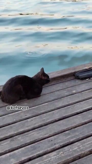 Котэ ждёт рыбку #морскаярыбалка #котрыбак #КотыСевастополя