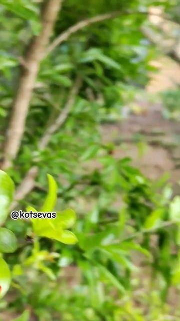 Гранат цветет  удивительно красиво #гранатцветет #гранат #гранатвсаду