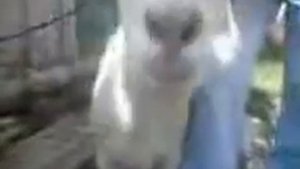 Газиков Хаваж D