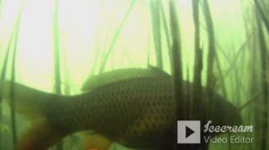 ХИТРЫЕ КАРПЫ вместе с ГЛУПЫМИ КАРАСИХАМИ