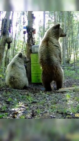 Три медведя на приваде. Three bears on a bait. #shorts #медведь #фотоловушка