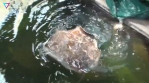 ▽ Самые страшные речные жители