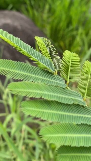 mimosa | Sensitive Plant (Mimosa pudica) Leaves Folding up in Response to Touch | part 10 #short смотреть онлайн