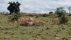 Pride kicked by a zebra as it takes its last breath
