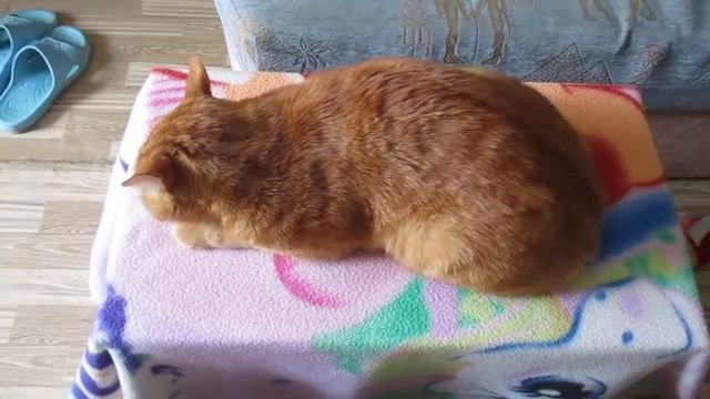 Кот.Фильм HD.Смотреть в хорошем качестве.