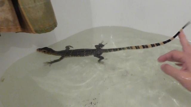 варан сальватор Varanus Salvator