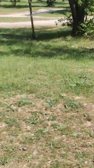 Собакены район держат #СобакиСевастополя #Собакены #Собака #лабрадор