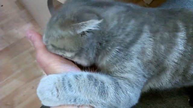 Котёнок! Как наша Бонни выражает свою любовь! смотреть онлайн