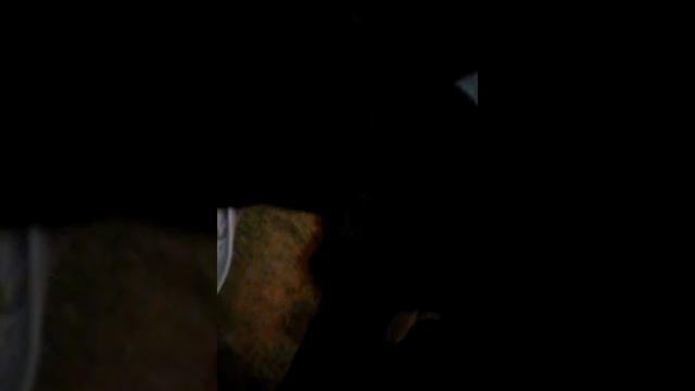 Вещи животных смотреть онлайн