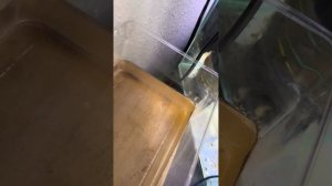  выращивание Артемии в домашних условиях, дёшево и работает идеально 