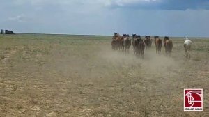 Сақау жазылды... Жылқыда.