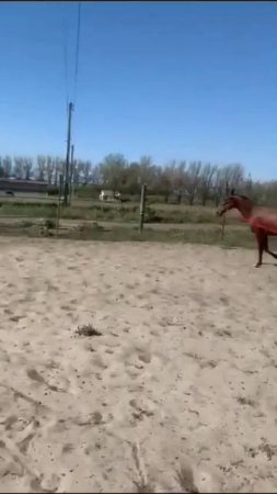 Девочки обучают рысака