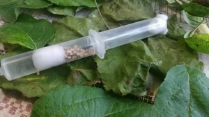 Lasius niger. Как бистро боднять колонию?