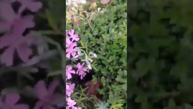 12.05 флокс шиловидный #garden #flower #plant #дача #сад #nature спирея японская смотреть онлайн