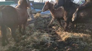 Жеребца выпустили к кобылам третий раз