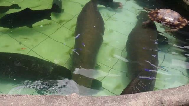 Arapaima Gigas In My Fish Pond