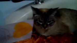 Зяблик любит ляпота тв