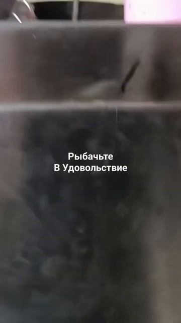 Очередная партия скумбрии отправилась в коптилку. "Another batch of mackerel went to the smoker."