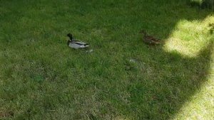 Утки во дворе