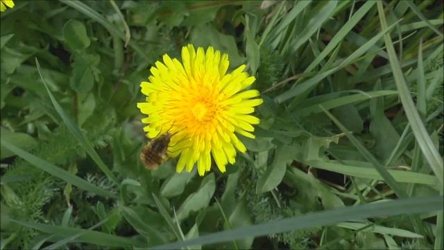 Greater Bee fly Bombylius major feeding on Dandelions смотреть онлайн