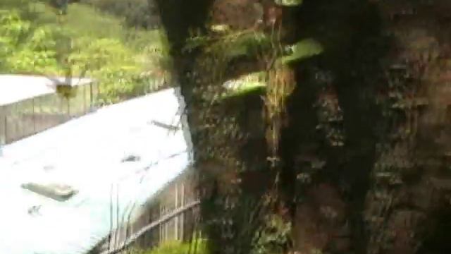 CHINESE AND HONG KONG BUTTERFLIES PLUS OTHER INSECTS смотреть онлайн