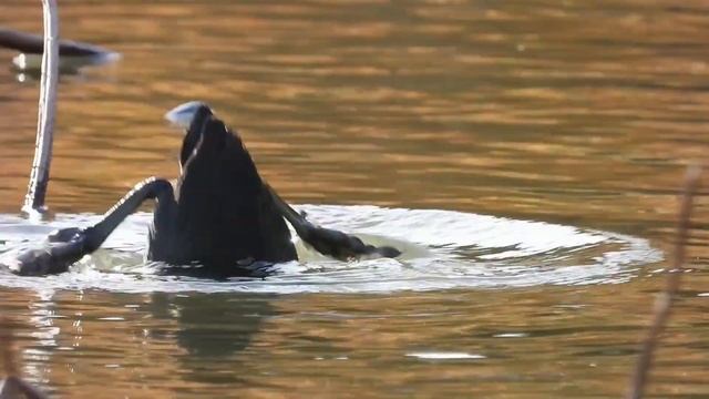 Birdwatching one day in December смотреть онлайн
