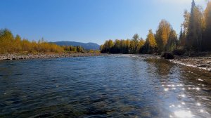 РЫБАЛКА НА ХАРИУСА В ГОРНОМ АЛТАЕ. РЕКА УЙМЕНЬ