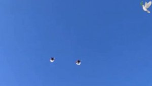 Николаевские голуби Виктора Лысенко