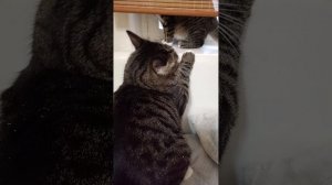 Котята. Вот так и живём.