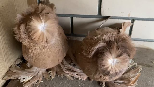 Барабанит и трубит. Бухарский трубач барабанщик в деле. смотреть онлайн