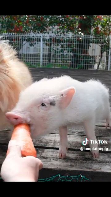 PET KUTE смотреть онлайн