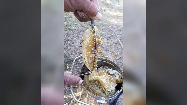 Yummy Yummy honey hunting||Very tasty honey ||Daily honey searching routine||Stunning village punja смотреть онлайн