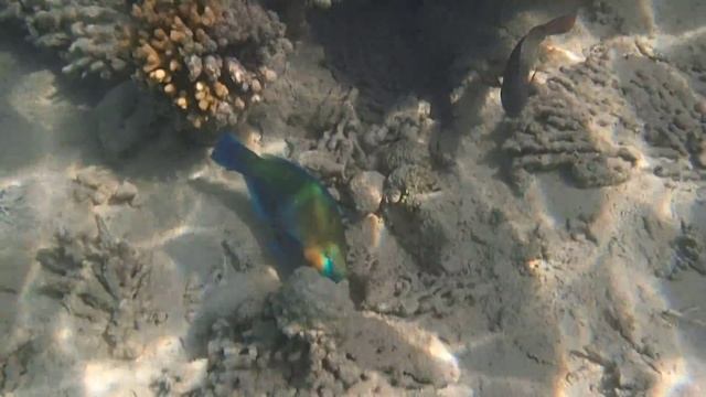 2014.08.28. Hurghada, Tropitel Sahl Hasheesh смотреть онлайн