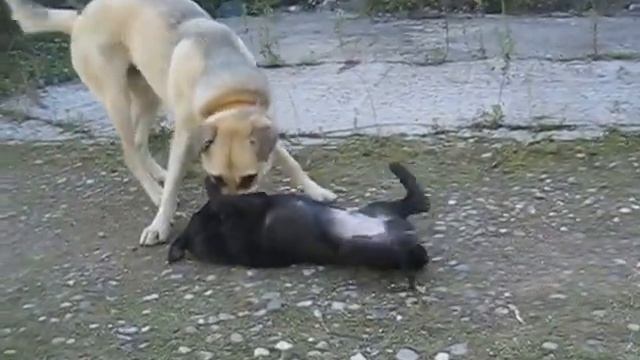 Чак(д.р.12.06.2016) и Грант. Пристраиваются. 8-926-400-48-84 Елена смотреть онлайн