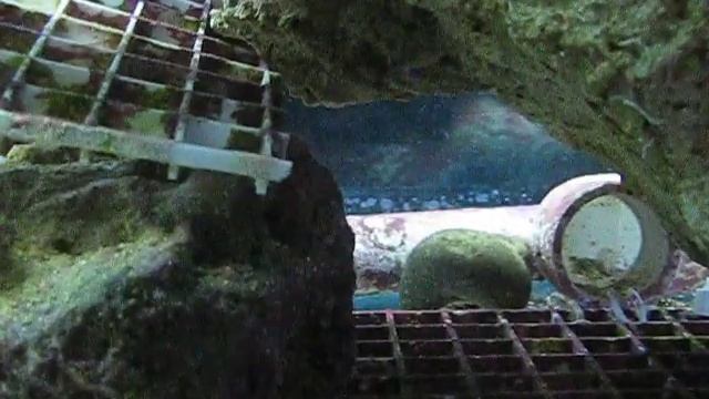 Golden Angel fish смотреть онлайн