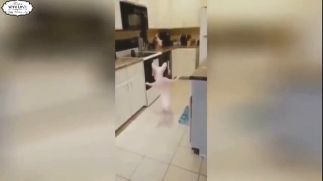 Приколы с котами с ОЗВУЧКОЙ! Смешная ОЗВУЧКА животных от Доми шоу смотреть онлайн