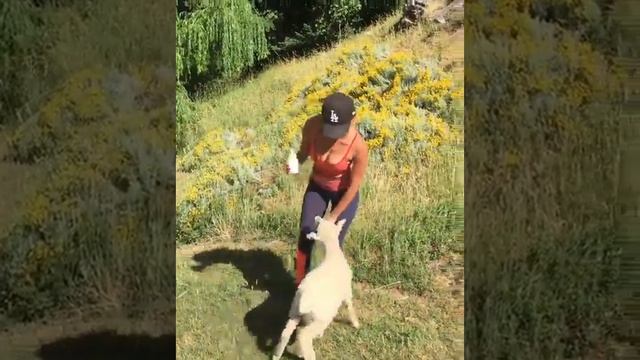 Vanessa Morgan Ahaha my attempt at being a mamma Lamb смотреть онлайн