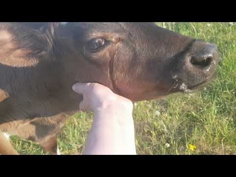 Коровы Толгского монастыря смотреть онлайн