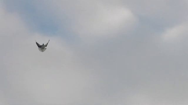 голуби